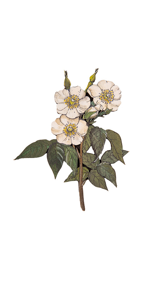 Hand-Painted Wild Rose Brooch